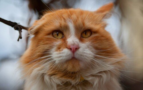 cats2 0935