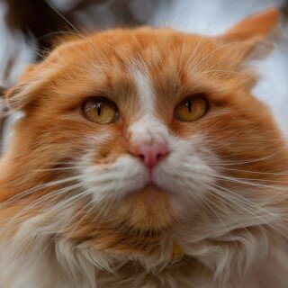 cats2_0935