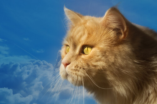 cats2 0939