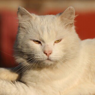cats2_0942