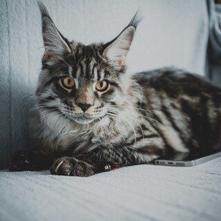 cats2_0943