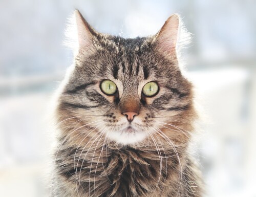 cats2 0947