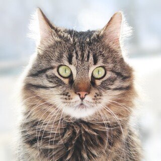 cats2_0947