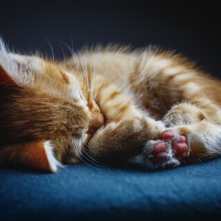 cats2_0948