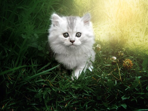cats2_0951.jpg