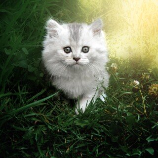 cats2_0951