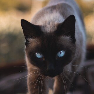 cats2_0952