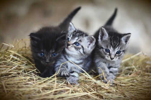 cats2 0956