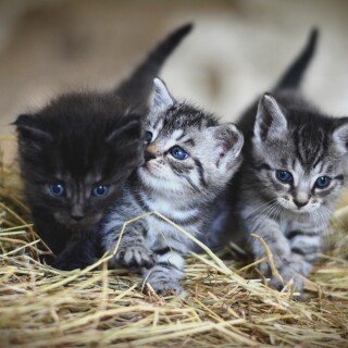 cats2_0956