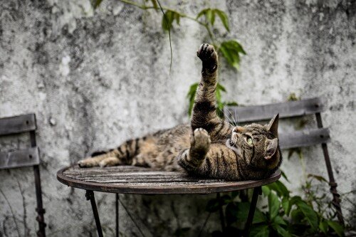 cats2 0960