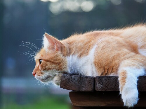 cats2_0961.jpg