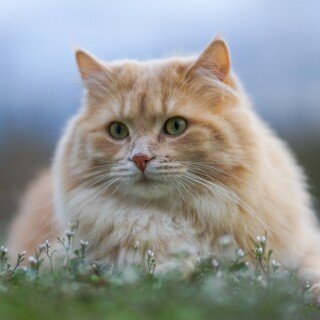 cats2_0965