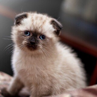 cats2_0966