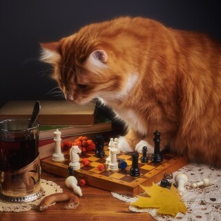 cats2_0969