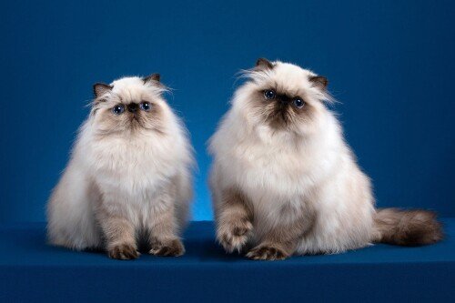 cats2_0970.jpg