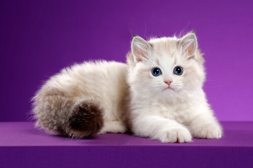 cats2 0971