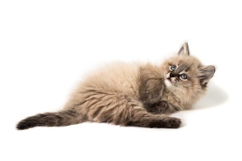 cats2_0977.jpg