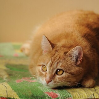 cats2_0978
