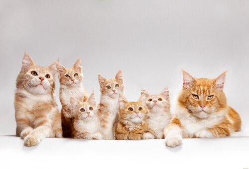 cats2 0983