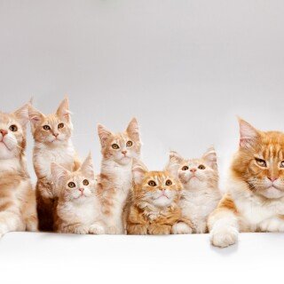 cats2_0983