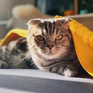 cats2_0986