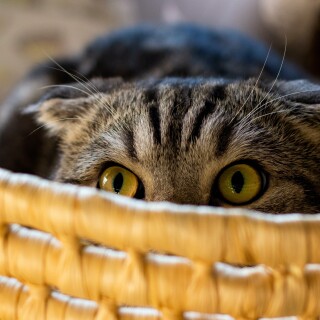 cats2_0987
