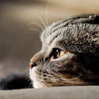 cats2_0989
