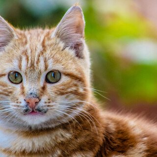 cats2_0991