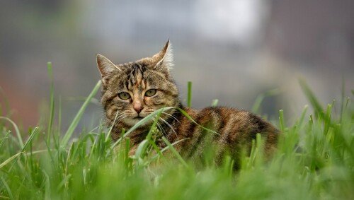 cats2 0994