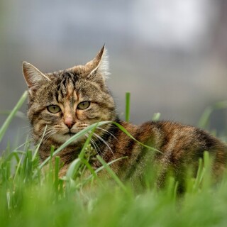cats2_0994