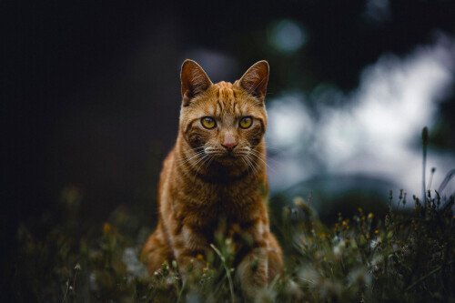 cats2 0998