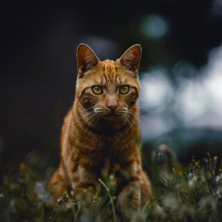 cats2_0998