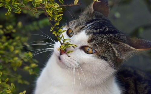 cats2 1001