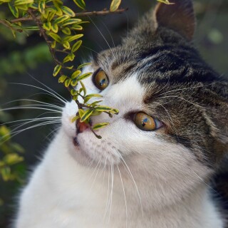 cats2_1001