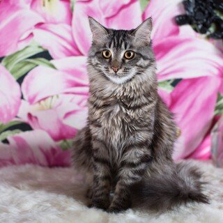 cats2_1004