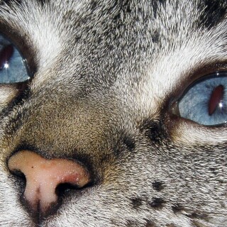 cats2_1008