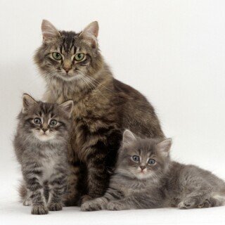 cats2_1009