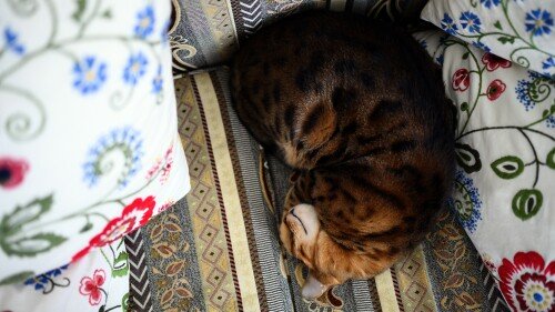 cats2_1010.jpg
