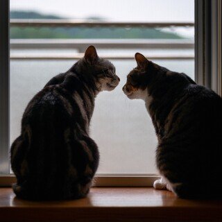 cats2_1012