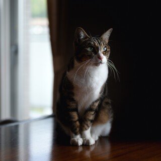 cats2_1013