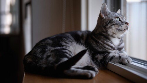cats2 1014
