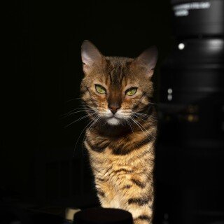 cats2_1018