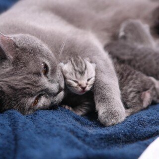 cats2_1036