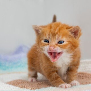 cats2_1037
