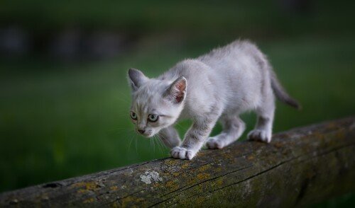 cats2_1038.jpg