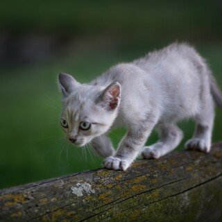 cats2_1038