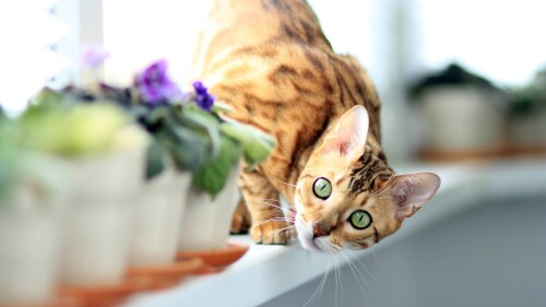 cats2 1040