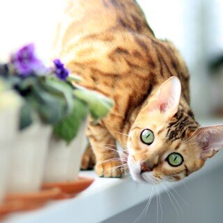cats2_1040