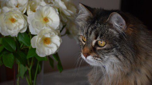 cats2 1041