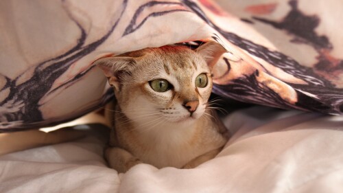 cats2 1049